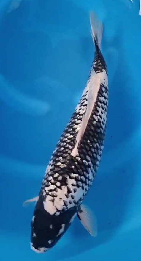 Kawarimono Koi Group | Bristol Koi